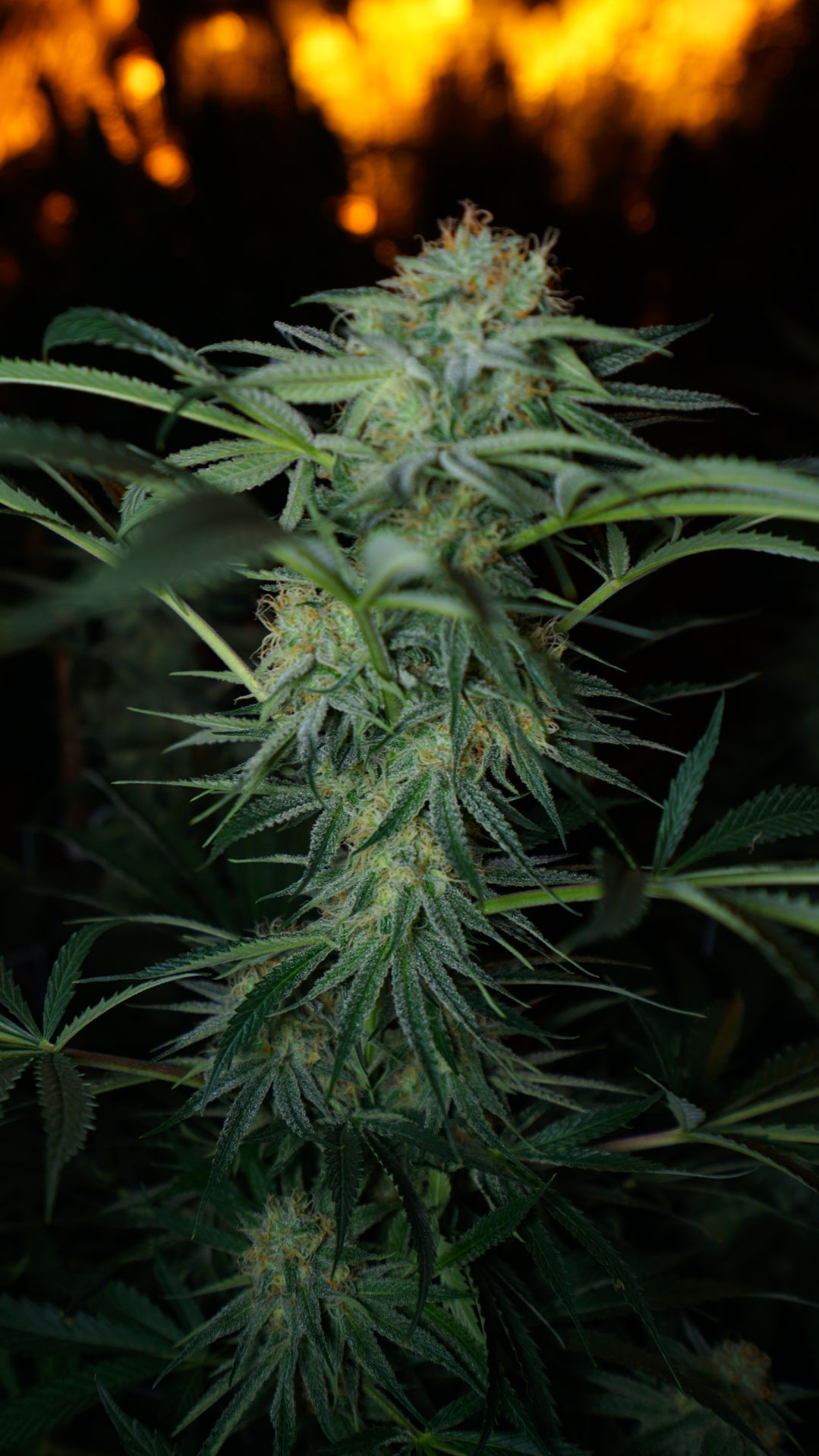 marijuana plant.jpg